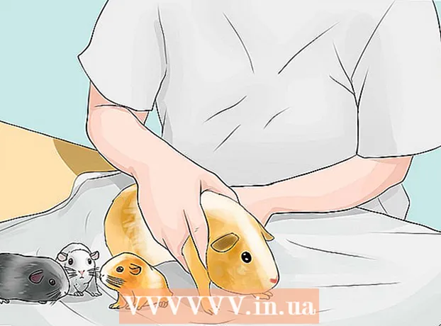 Sådan avler man almindelige marsvin