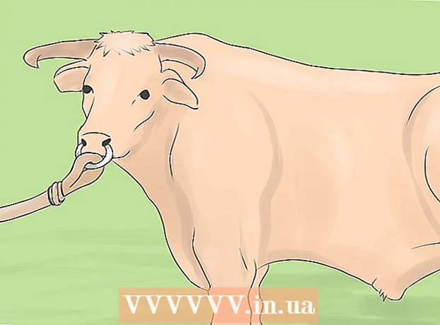 纯种牛的养殖方法