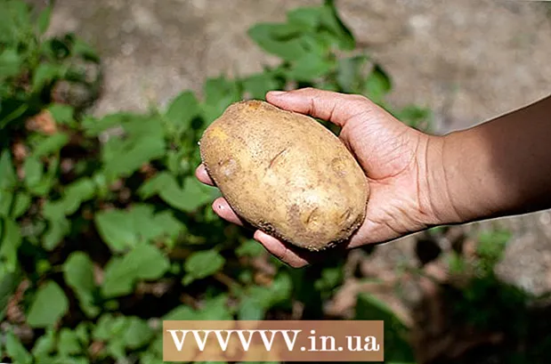 Wie man Kartoffeln pflanzt