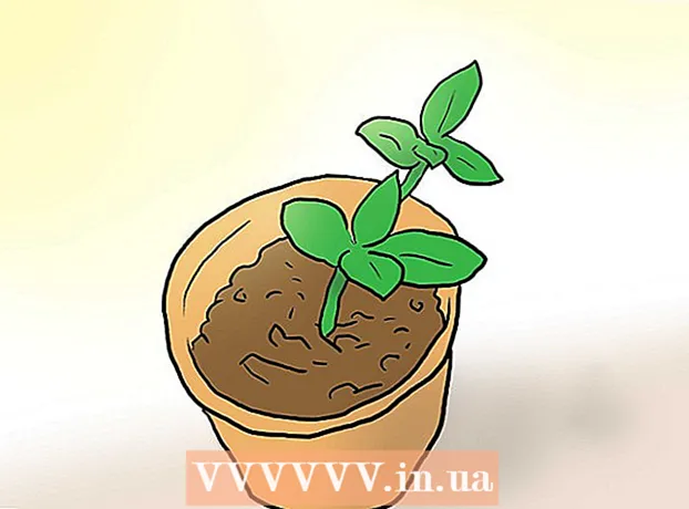 Ako zasadiť semená plumérie