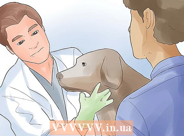 Jak zaszczepić psa przeciwko wściekliźnie w domu?