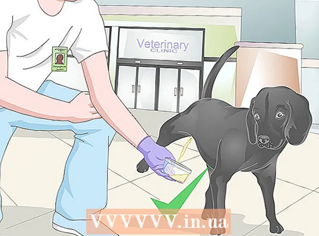 Cómo recolectar orina para análisis de un perro.