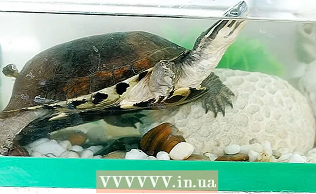 How to keep your turtle happy