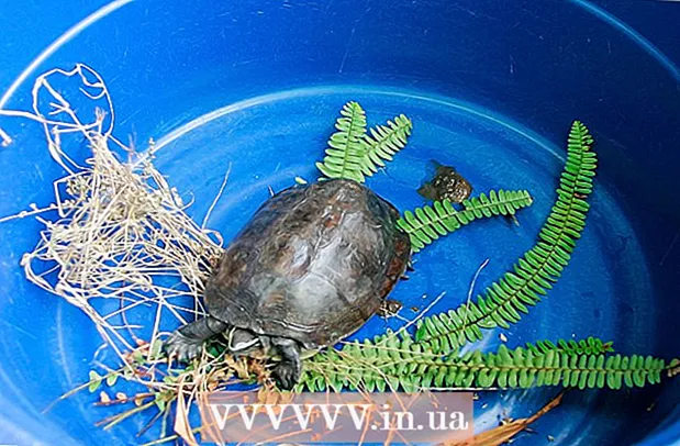 kara kaplumbağası nasıl tutulur