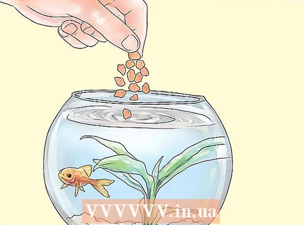 Paano mapanatili ang dumapo at iba pang mga hindi pang-komersyal na isda sa isang aquarium