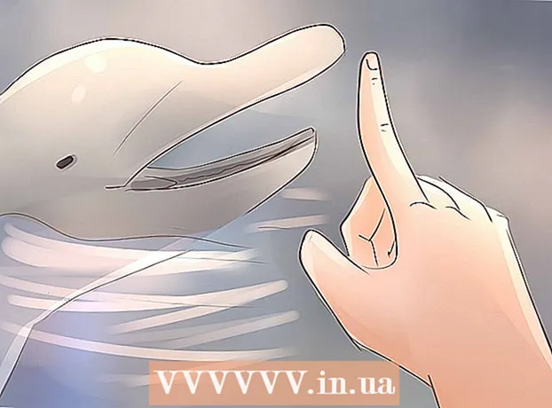 چگونه می توان مربی دلفین شد