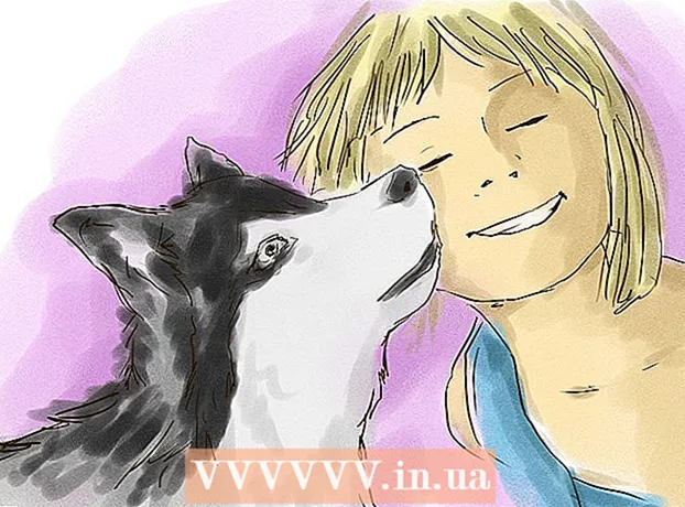 Cara melatih dan merawat anak anjing Siberian Husky