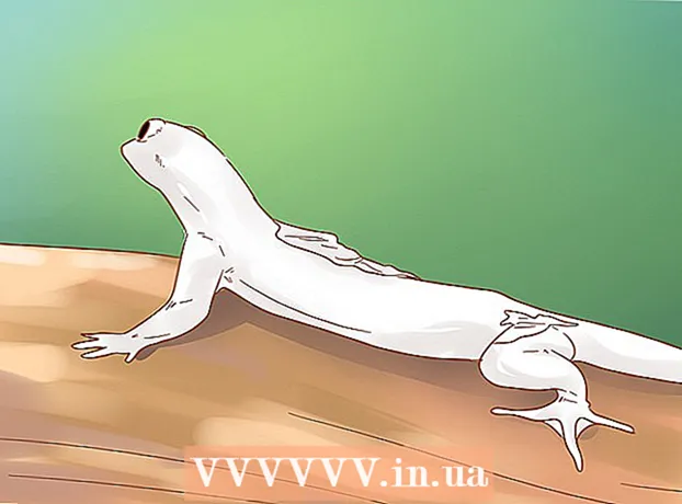 Hogyan kell gondoskodni egy házi gekkóról