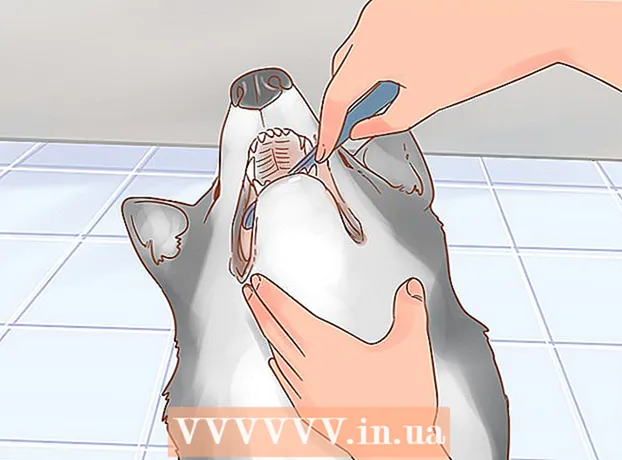 Cómo cuidar a un husky