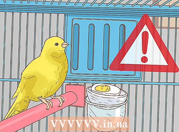 How to care for a canary