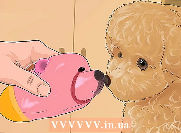 Como cuidar de um poodle miniatura