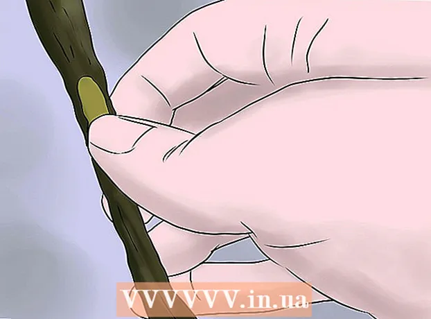 How to care for a potato tree