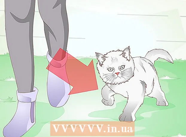 Sådan passer du på en kat efter fjernelse af klo