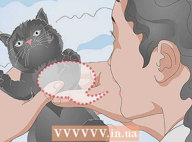 How to care for a kitten with a broken paw