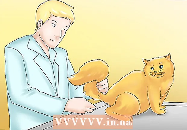 Wie man sich um eine Katze mit Nierenversagen kümmert