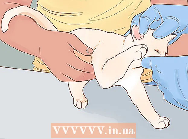 How to care for kittens
