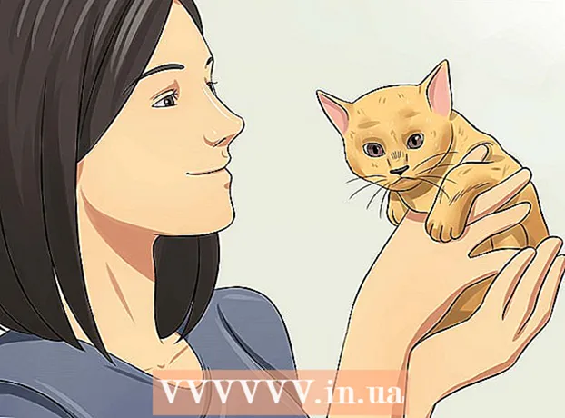 Cara merawat anak kucing sejak lahir