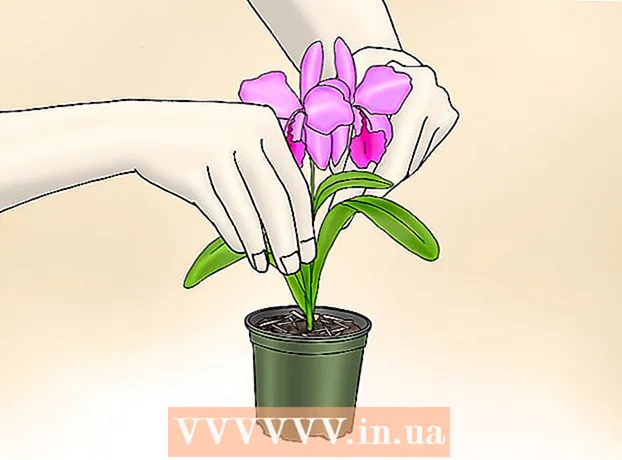 Si të kujdeseni për orkidën Phalaenopsis