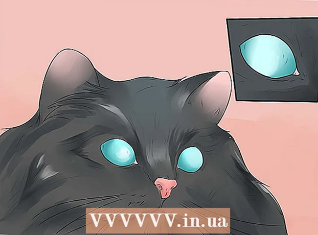 Как да се грижим за персийска котка