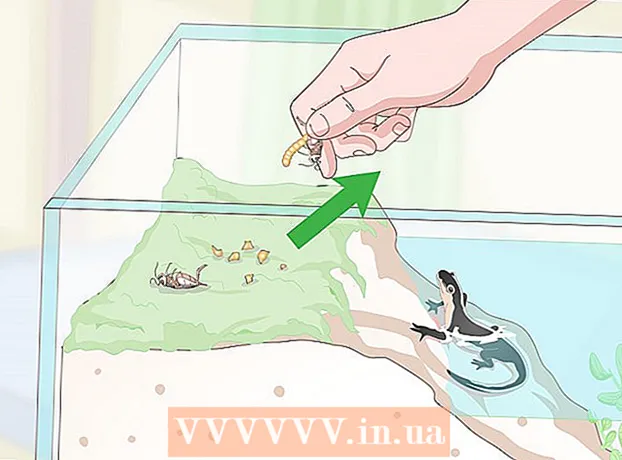 Как да се грижим за саламандрите