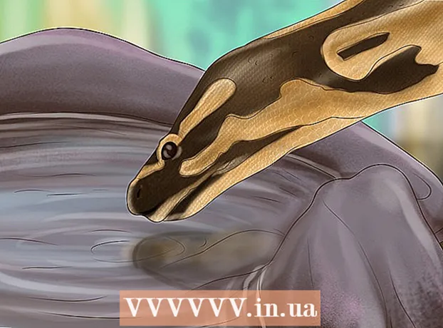 Comment prendre soin d'un python royal