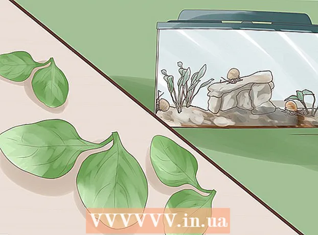 Jak dbać o ślimaka wodnego