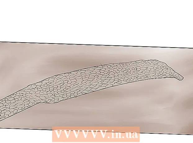 Tüy dökümü sırasında yılan bakımı nasıl yapılır