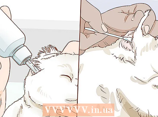Cara meredakan telinga gatal pada kucing