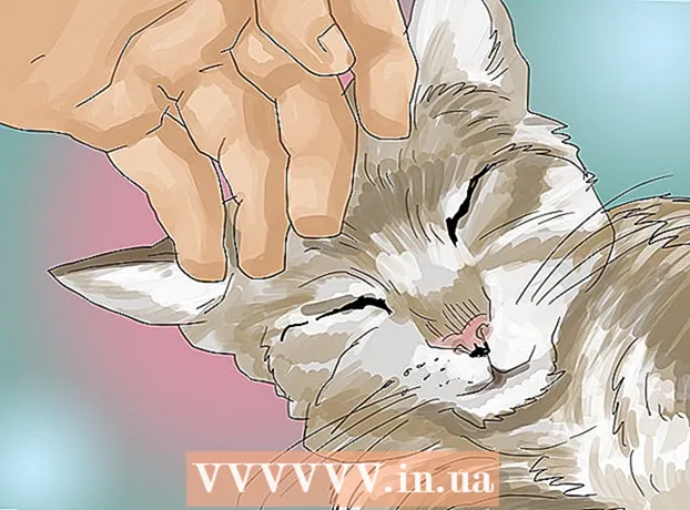 Com establir contacte amb un gat enfadat i espantat