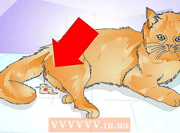 Kaip sužinoti, ar katė sterilizuota