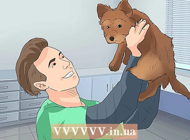 Cum să alegi un cățeluș Yorkshire Terrier