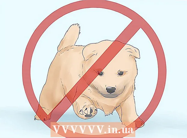 Shiba Inu 강아지를 선택하는 방법