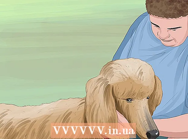How to choose a toy poodle