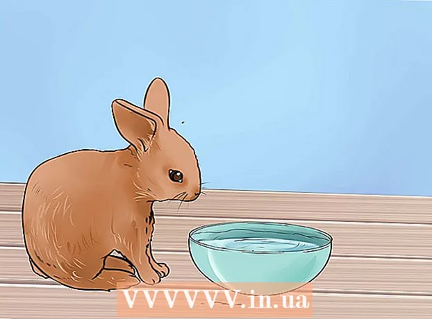 Cara memberi makan kelinci