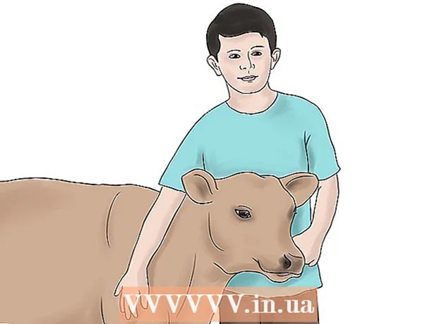 Cara memberi makan anak sapi dari "puting"