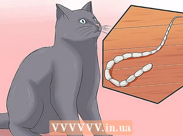 كيفية علاج قطة من الديدان الشريطية
