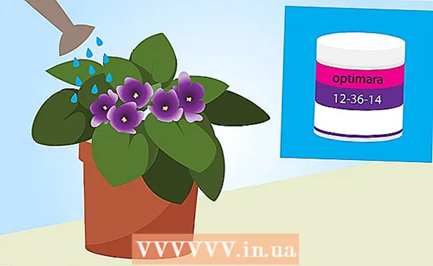 如何种植非洲紫罗兰