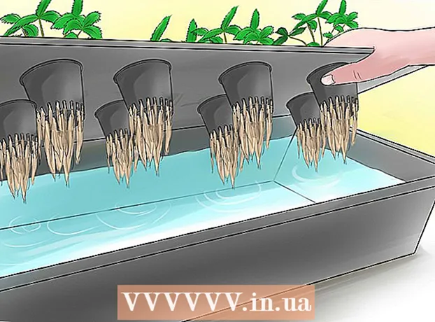Jak uprawiać truskawki hydroponicznie