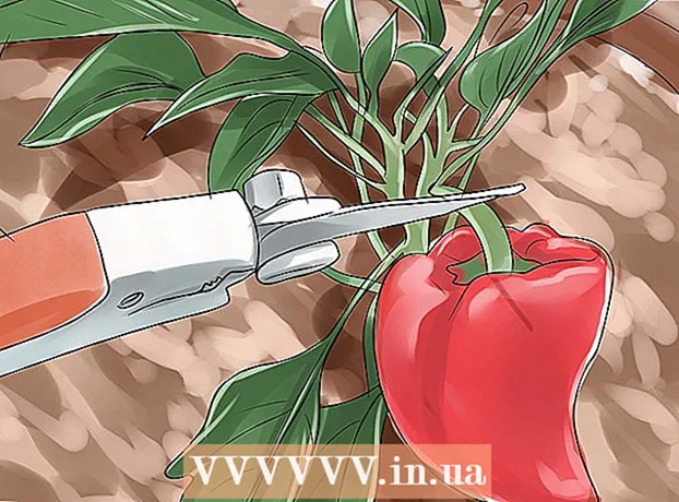 Kako uzgajati čili papričice u zatvorenom prostoru