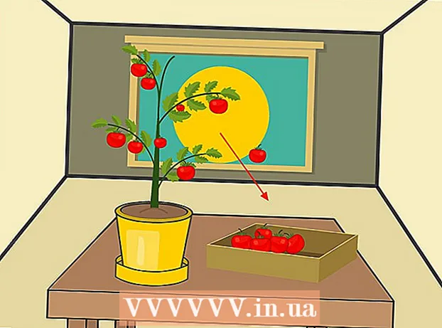 Cara menanam tomat dalam pot