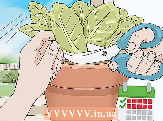 Comment faire pousser de la salade à la maison