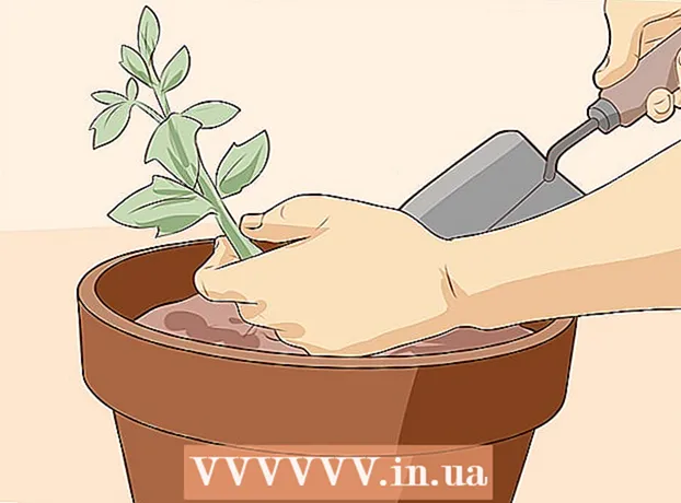 Cum să crești semințe acasă