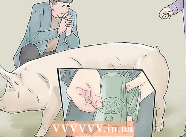 Як вирощувати свиней