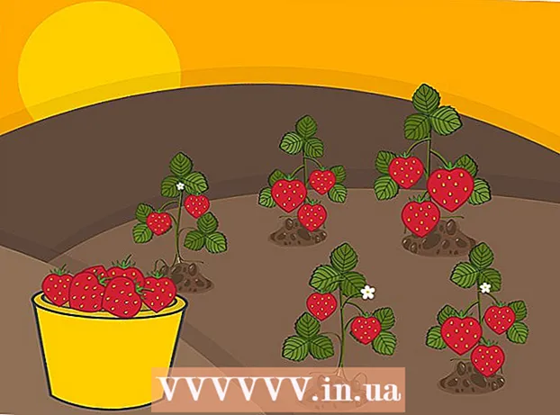 ວິທີການປູກ strawberries