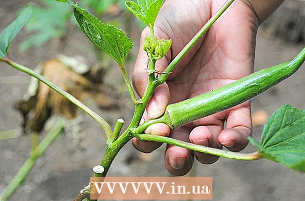 Cómo cultivar okra