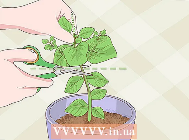 Cómo cultivar albahaca en interiores