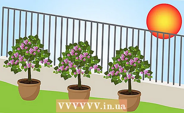 How to grow bougainvillea