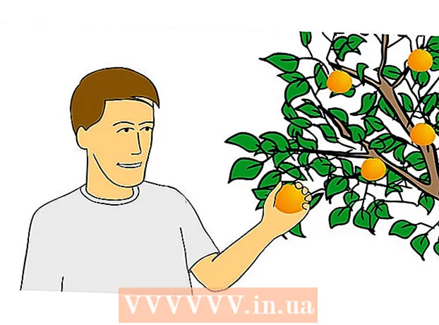 Cum se cultivă citrice