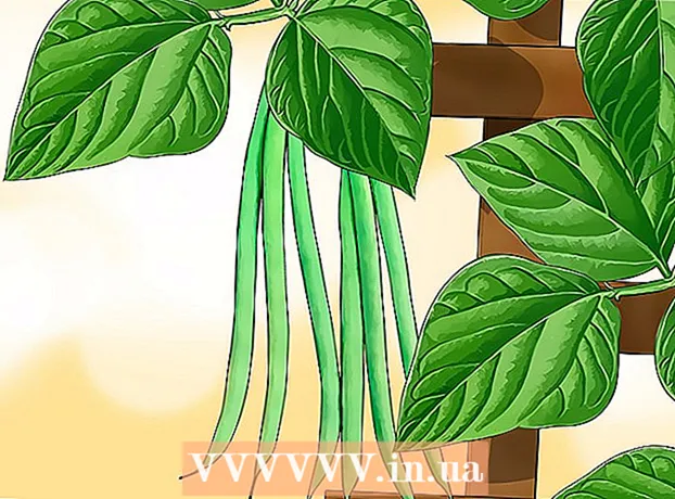 如何种植豆类和豌豆