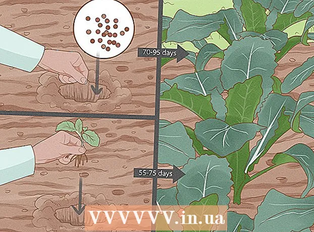 Hvordan dyrke grønnkål